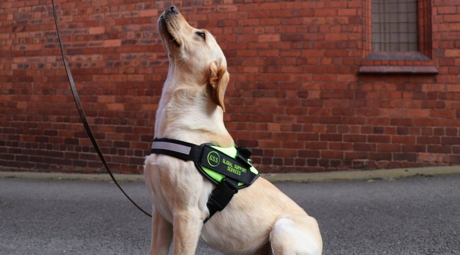 CSS Labrador Dog Looking Up